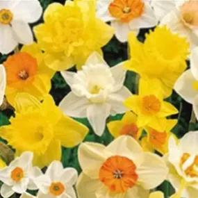 Daffodil Mix, Exotic & Agm Winning