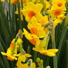 Falconet Daffodil Bulbs (Narcissus Falconet)