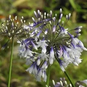 Agapanthus, Fireworks