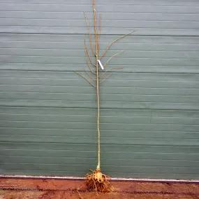 Bareroot Lime Flat Head Linden Tree