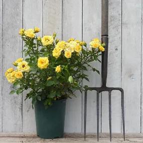 Potted Flower Power Patio Rose