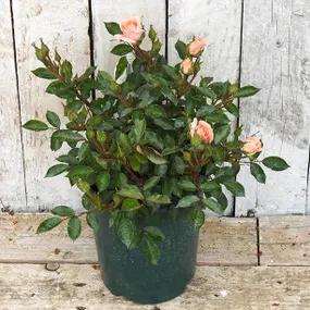 Flower Power Potted Patio Rose
