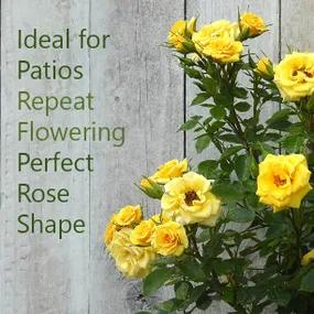 Flower Power Rose Ideal for Patios