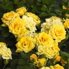 Flower Power Roses in Full Bloom