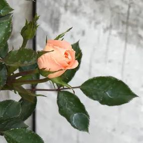 Flower Power Rose