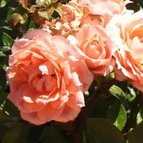 Flower Power - Patio Shrub