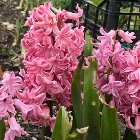 Fondant Hyacinth (Hyacinthus orientalis 'Fondant') Img 2