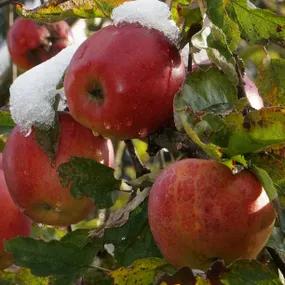 Frederick Cider Apple Trees