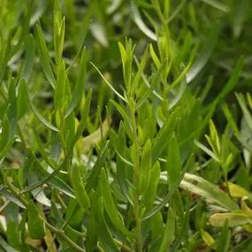 French Tarragon (Artemisia dracunculus)