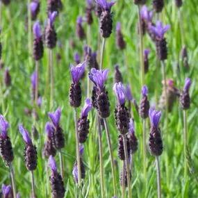 French Butterfly Lavender Plants