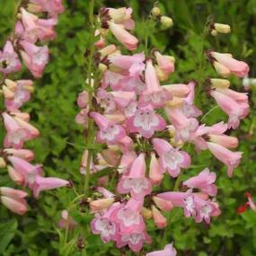 Fujiyama Penstemons