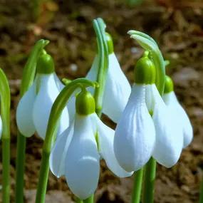 Elwes's Greater Snowdrop