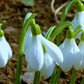 Snowdrop, Elwesii