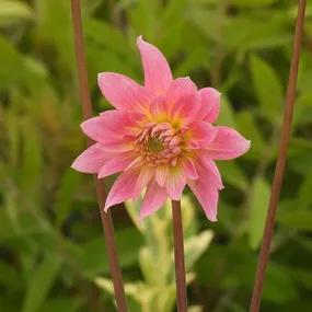 Gerrie Hoek Young Dahlia Flower