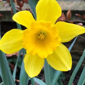 Gigantic Star Daffodil Bulbs