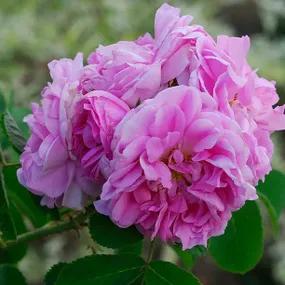 Gloire de France Shrub Rose