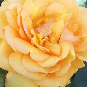 Rosa 'Golden Beauty'