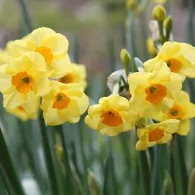 Golden Dawn Daffodil Bulbs (Narcissus Golden Dawn)