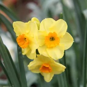 Golden Dawn Daffodil Bulbs (Narcissus Golden Dawn)