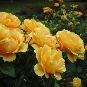  Golden Delicious Hybrid Tea Roses