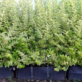 Golden Privet Hedge Trough