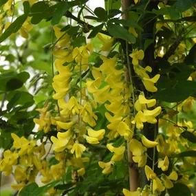 Golden Rain laburnum flowers