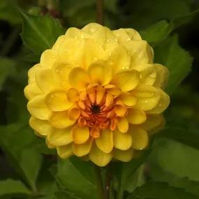 Golden Sceptre Dahlia Flower