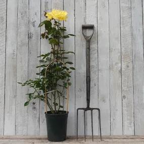 Potted Yellow Climbing Rose - Golden Showers