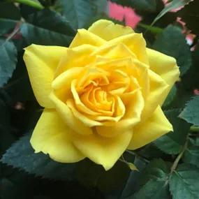 Golden Smiles - Floribunda