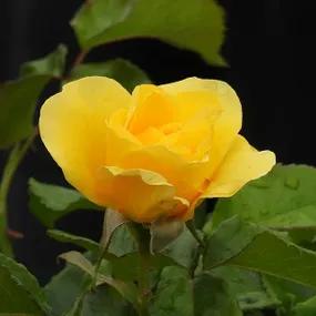 Golden Smiles Yellow Rose
