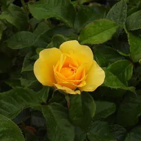 Golden Smiles Floribunda Rose