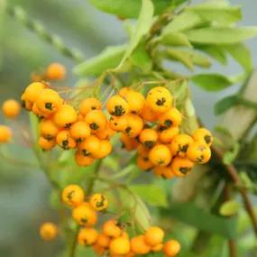  Pyracantha Soleil d'Or 