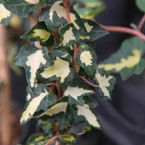 Goldheart Ivy Plants (Hedera helix Goldheart)