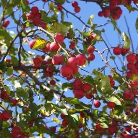 Crab Apple, Gorgeous - Standard