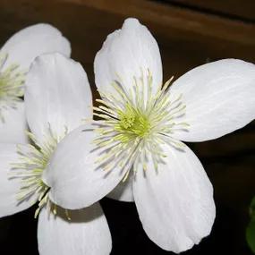Grandiflora Clematis (Clematis montana var. grandiflora)