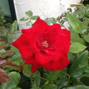 Grandpa's Red Rose