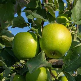 Granny Smith Apple Trees