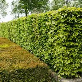 Green Beech Hedging