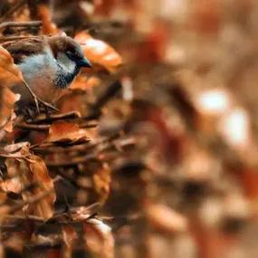 Beech Green (Fagus sylvatica) Hedging Sparrow 2