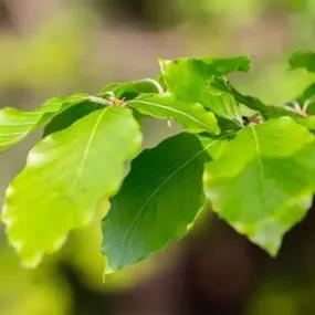 Green Beech Leaves