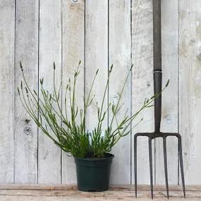 2 Litre Potted Grosso Lavender