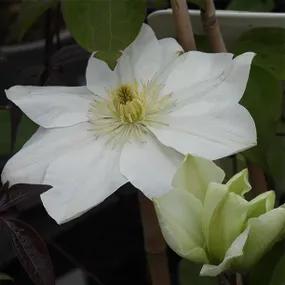 Large Flowerhead Clematis - Guernsey Cream