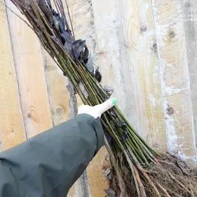 Holding a Bunch of Goat Willow - Salix caprea 