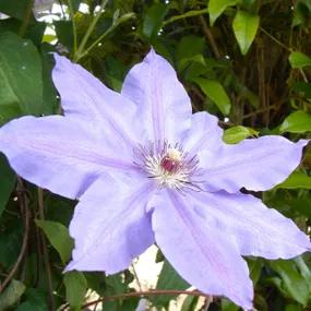 Happy Anniversary Clematis