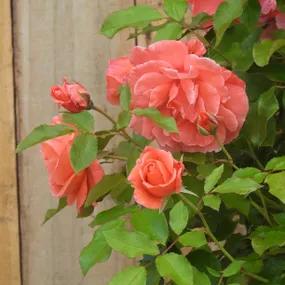 Happy Anniversary Floribunda Rose (Rosa Happy Anniversary) 2