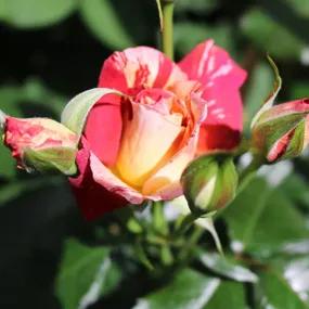 Harry Wheatcroft Hybrid Tea Rose