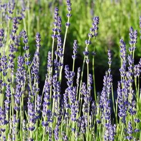 Havana Lavender in Bud