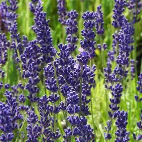 Havana Lavender