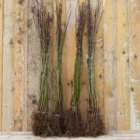 60-80cm Bareroot Hawthorn Plants