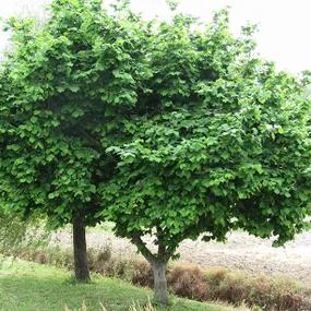 Cosford Hazel Tree